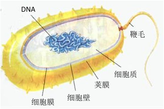 在细菌外层有细胞壁和细胞膜,内部有细胞质和遗传物质dna.