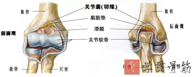 关节囊:关节囊在前,后分别附着于冠状突窝上缘和鹰嘴窝上缘,两侧附着