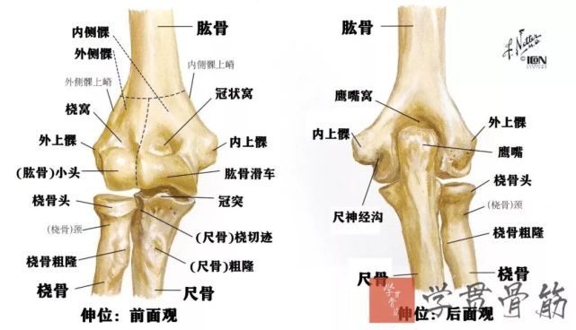 骨科基础:前臂局部解剖