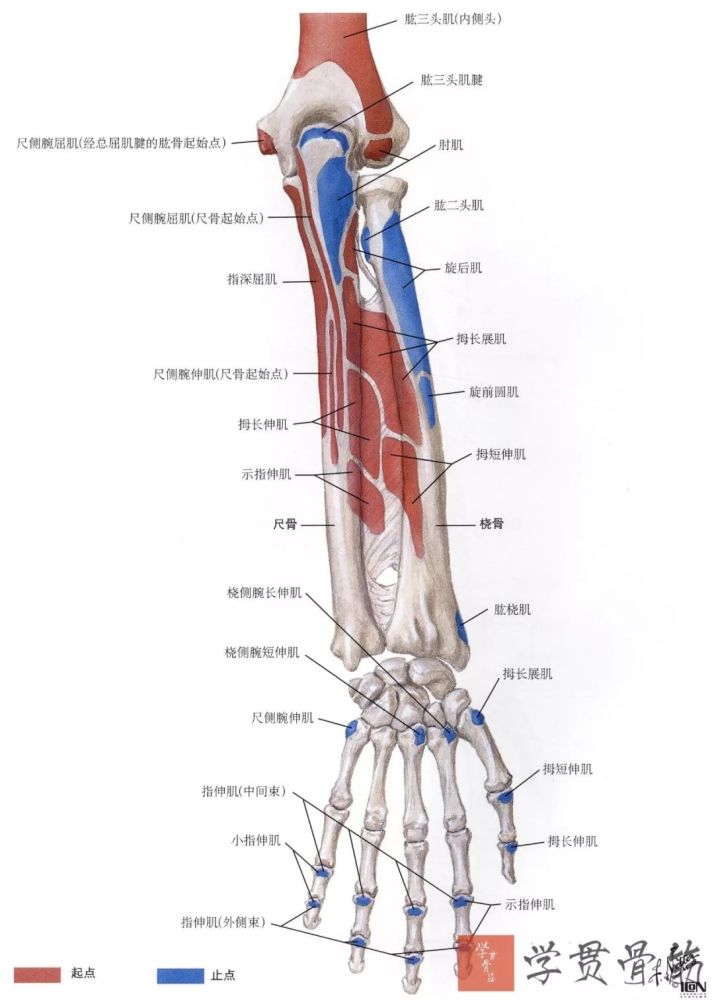 1) 尺侧副韧带(ulnar collateral ligament):是 肘内侧最重要的稳定