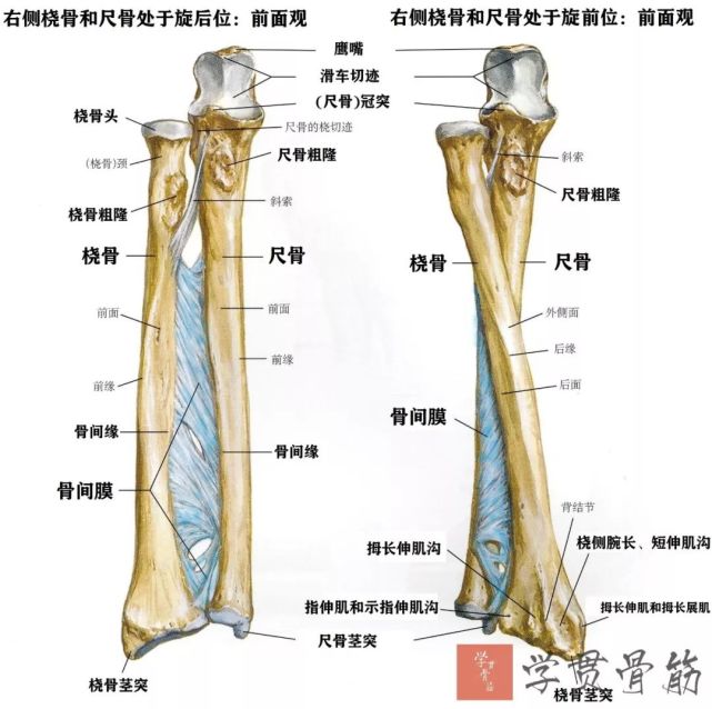 ▼1) 前臂骨间膜(interosseous membrane of forearm):(不属于肘关节)