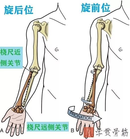 ▼3) 桡尺近侧关节(proximal radioulnar joint):由桡骨环状关节面和