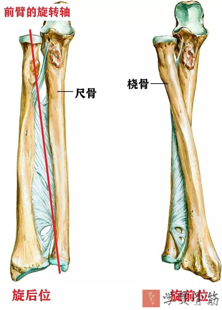 前臂局部解剖