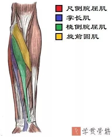 is longus)起点:肱骨内上髁以及前臂深筋膜止点:向下连于掌腱膜作用