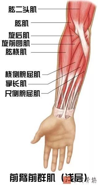 骨科基础前臂局部解剖