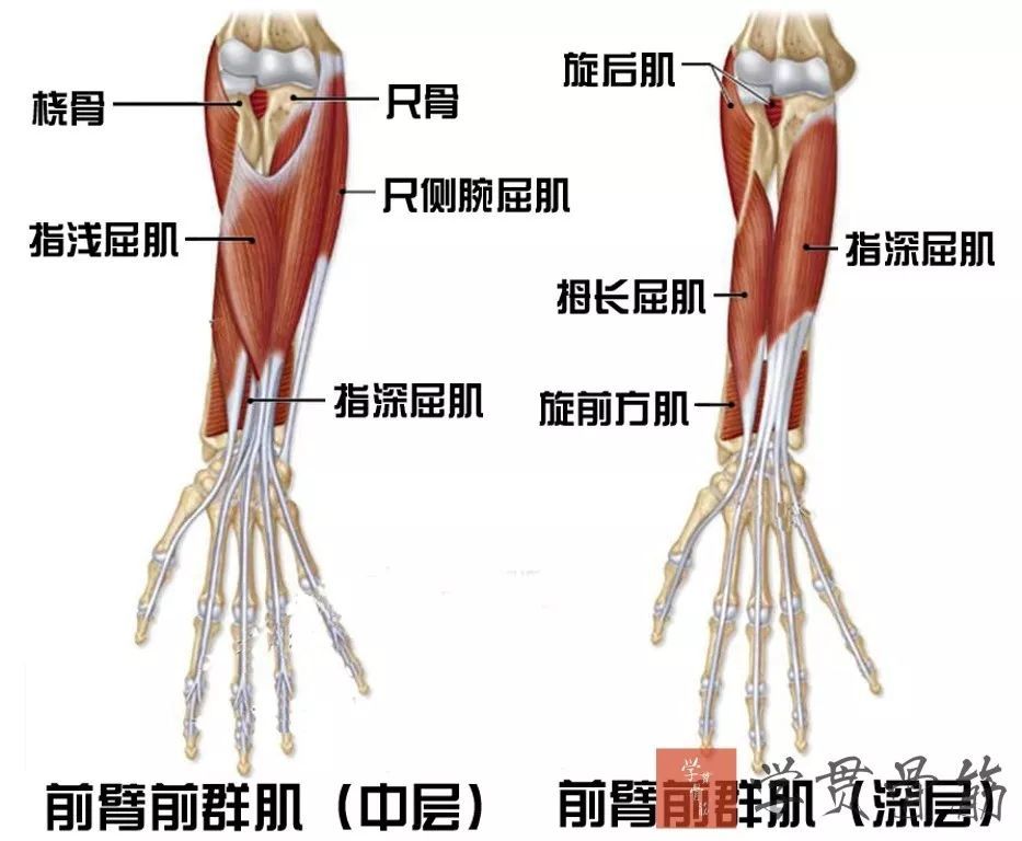 止点:肌向下移行为4条腱,经腕管入手掌,穿经指浅屈肌各相应腱两脚
