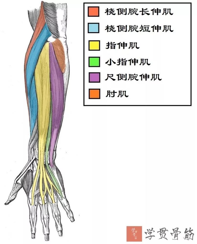 前臂局部解剖