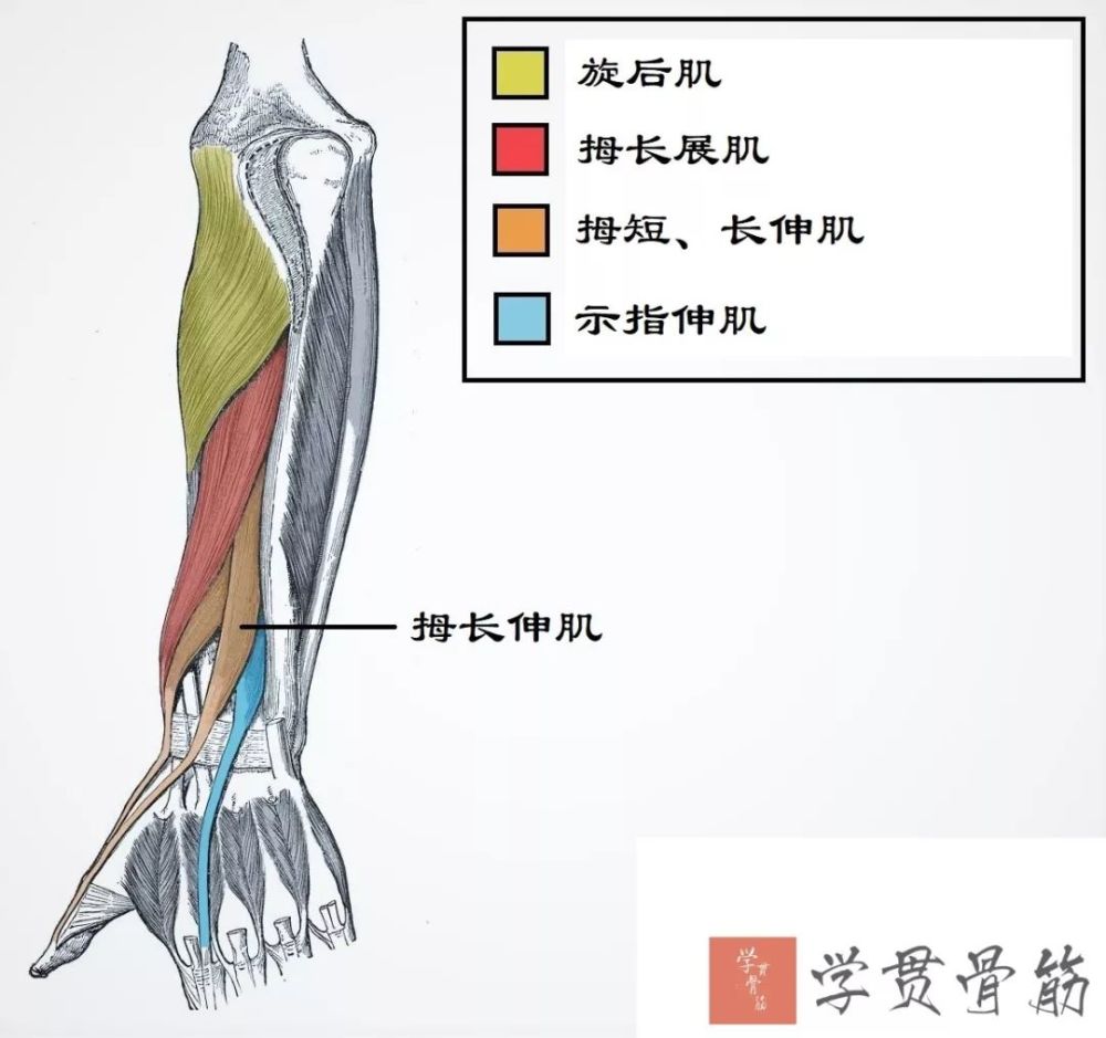 肘关节肌肉小结