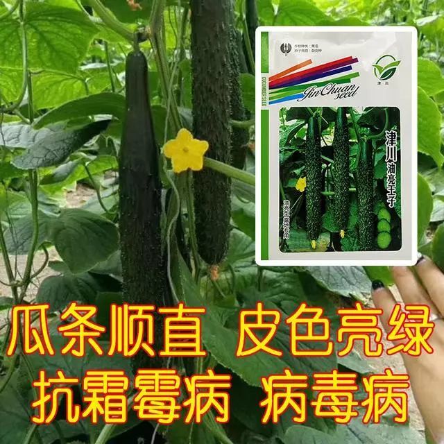 优势黄瓜品种,菜农种植,成本低,收益高!油亮型黄瓜推荐品种!