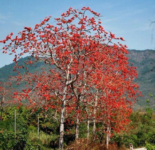 广西各地的市花,你喜欢哪个城市的市花?这个城市的最漂亮