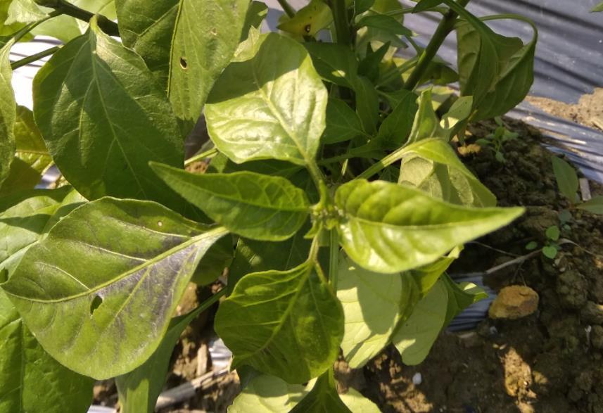 害一般叶面施肥和根施肥有关,下面来谈谈几种容易引起辣椒肥害的原因
