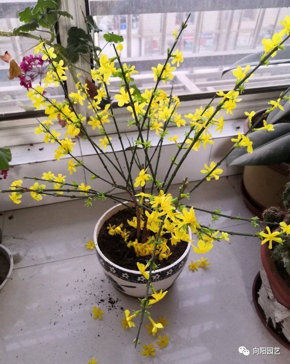 扦插迎春花,路边掐个枝,插在水瓶里,15天生根,开出小黄花