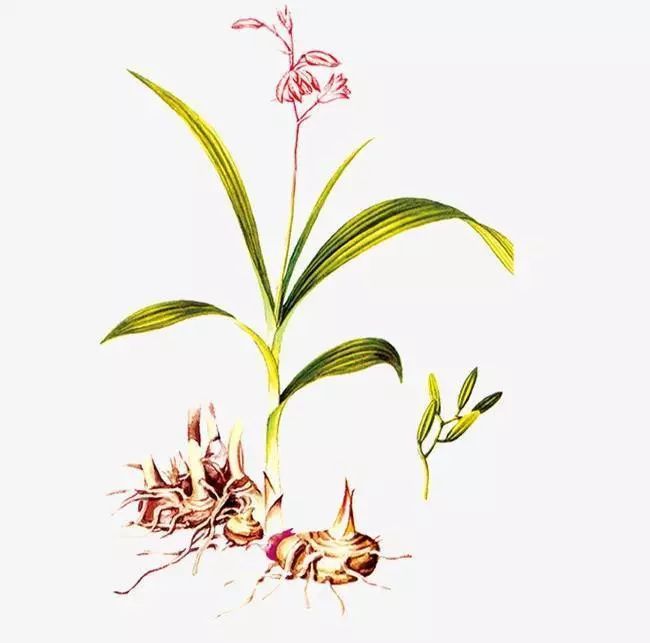 这些姓"白"的中药材——白蔹,白及,白蒺藜和白僵蚕你了解吗?