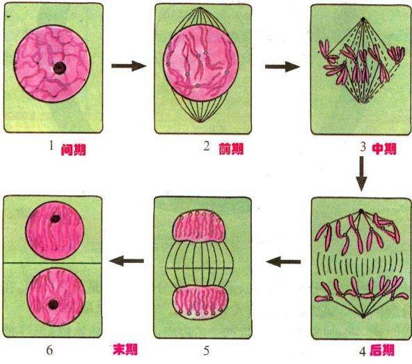 图一 植物细胞有丝分裂过程(二)高等动物细胞的有丝分裂过程(如图二