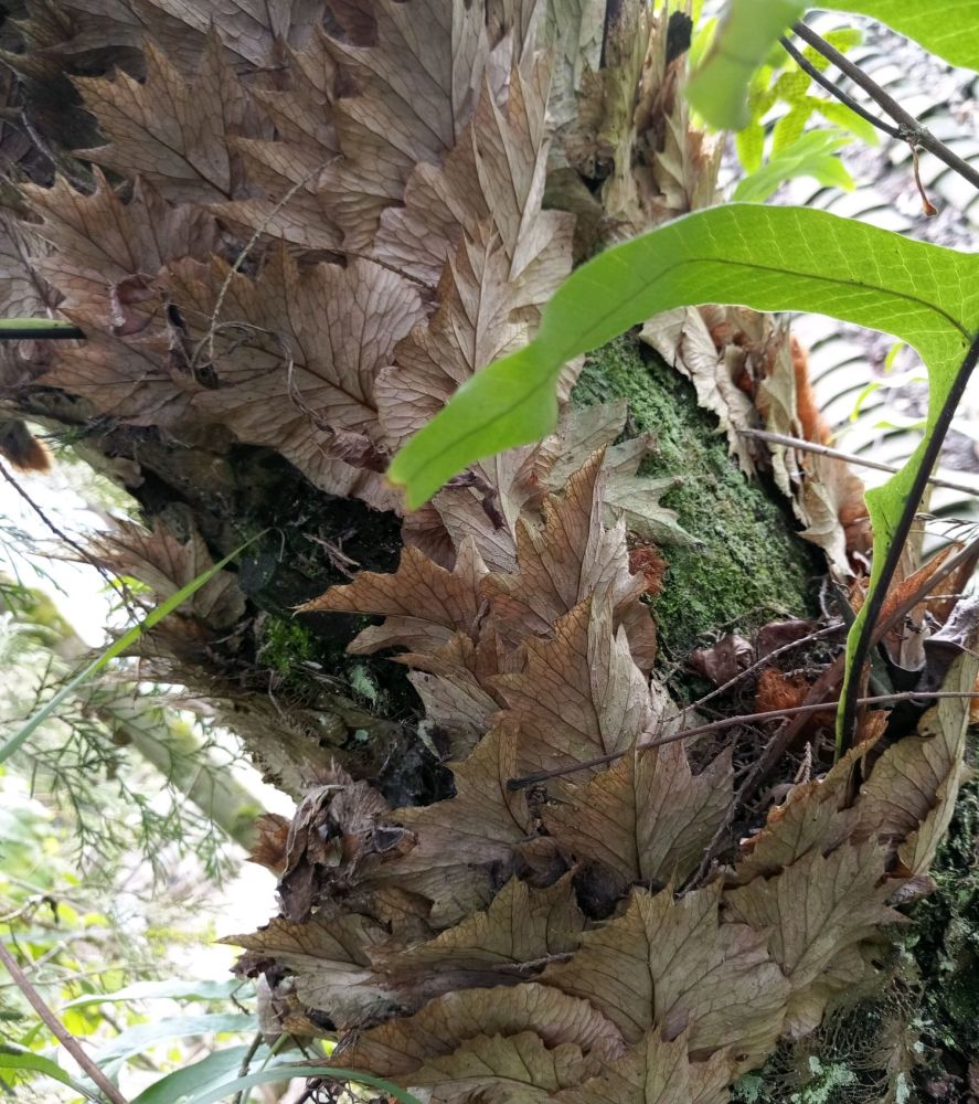 贵州常见药草——槲蕨