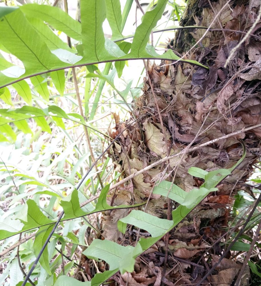 贵州常见药草——槲蕨