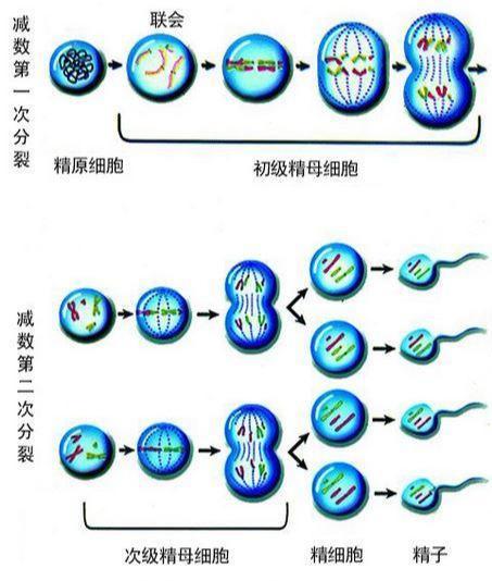 生殖细胞的形成—减数分裂