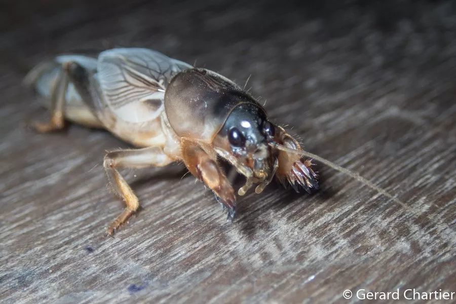 星球生物演化奇观——昆虫界十二生肖