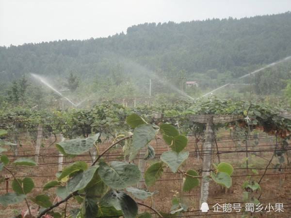 掌握猕猴桃生长特性与灌水方法适时适量补充水分产量就来了
