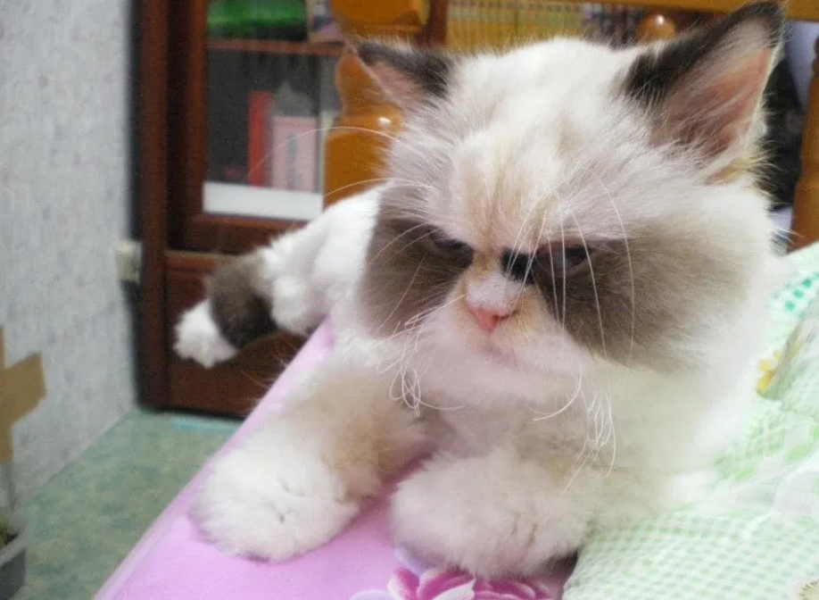 喵喵小猫叫简谱_小花猫喵喵叫儿歌简谱(2)