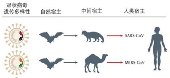 通过科赫法则的科学研究,中国的专家们已证明 新型冠状病毒(2019-ncov