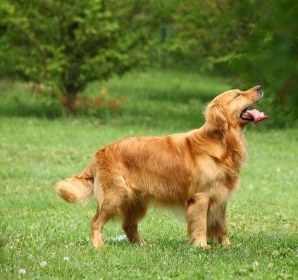 适合女孩子饲养的三种中型犬,温顺听话,你喜欢哪种?