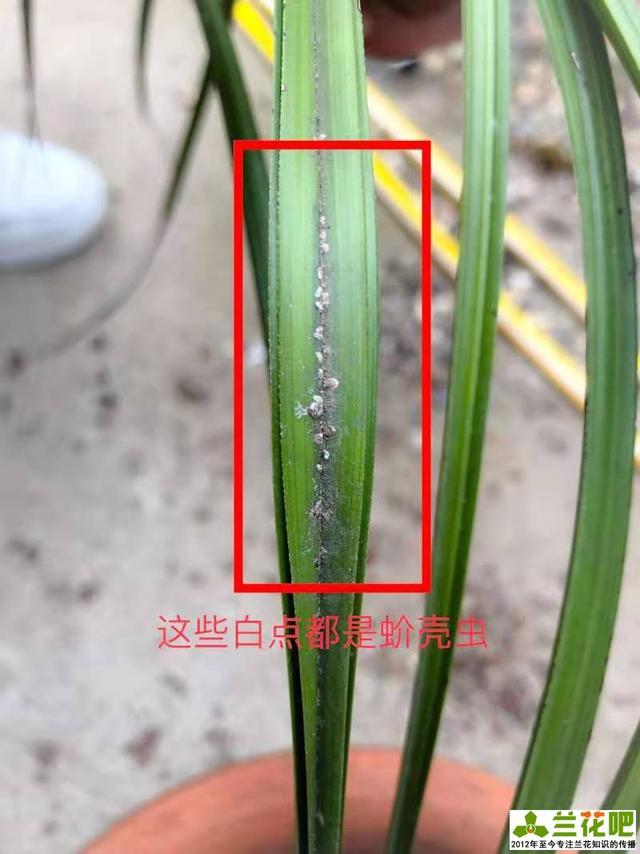 春季蚧壳虫病虫害活跃兰花叶片上的白色颗粒刮擦刷治标不治本