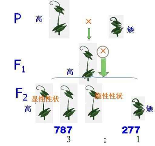 (2)体细胞遗传因子成对存在:例如 ,纯合子——dd,dd表示;杂合子——