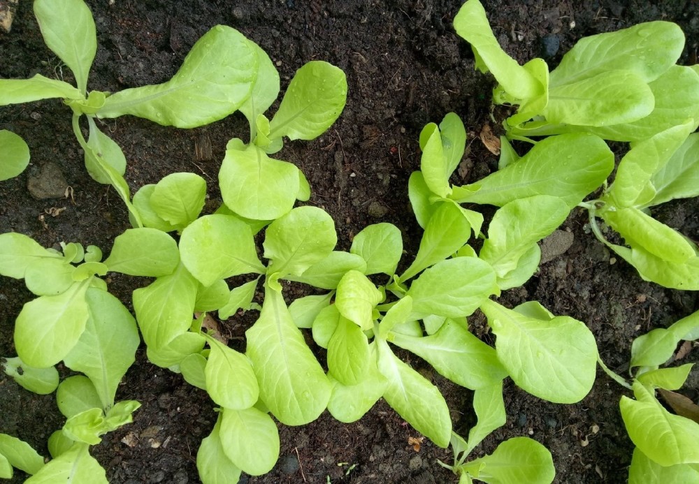 家庭种植生菜的方法和技巧