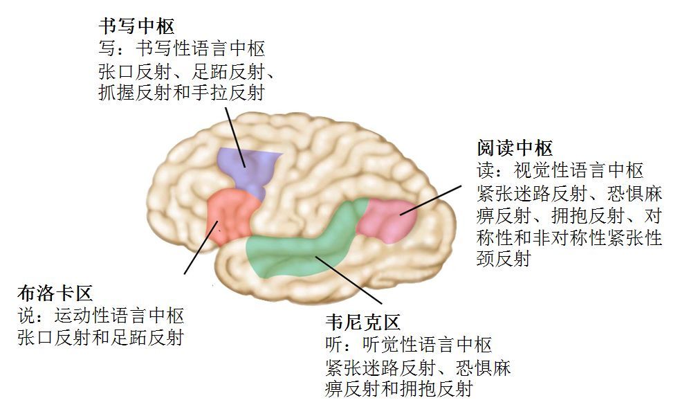 如果问题出在"说"上,主要是张口反射和足跖反射没有整合;如果是"听"