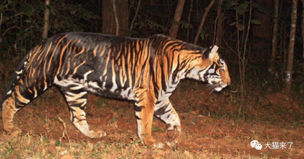 印度野外出现黑虎,打破黑虎只存在于神话的传言,不过却濒临灭绝