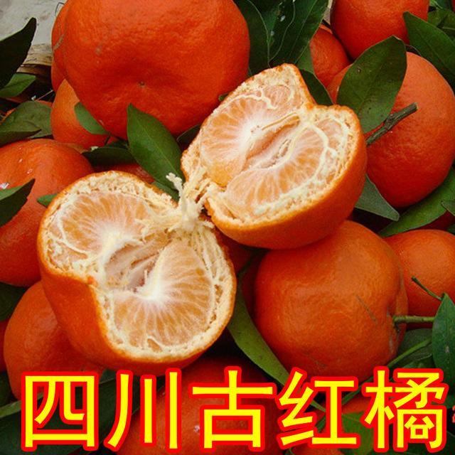 重庆特产水果万县古红桔
