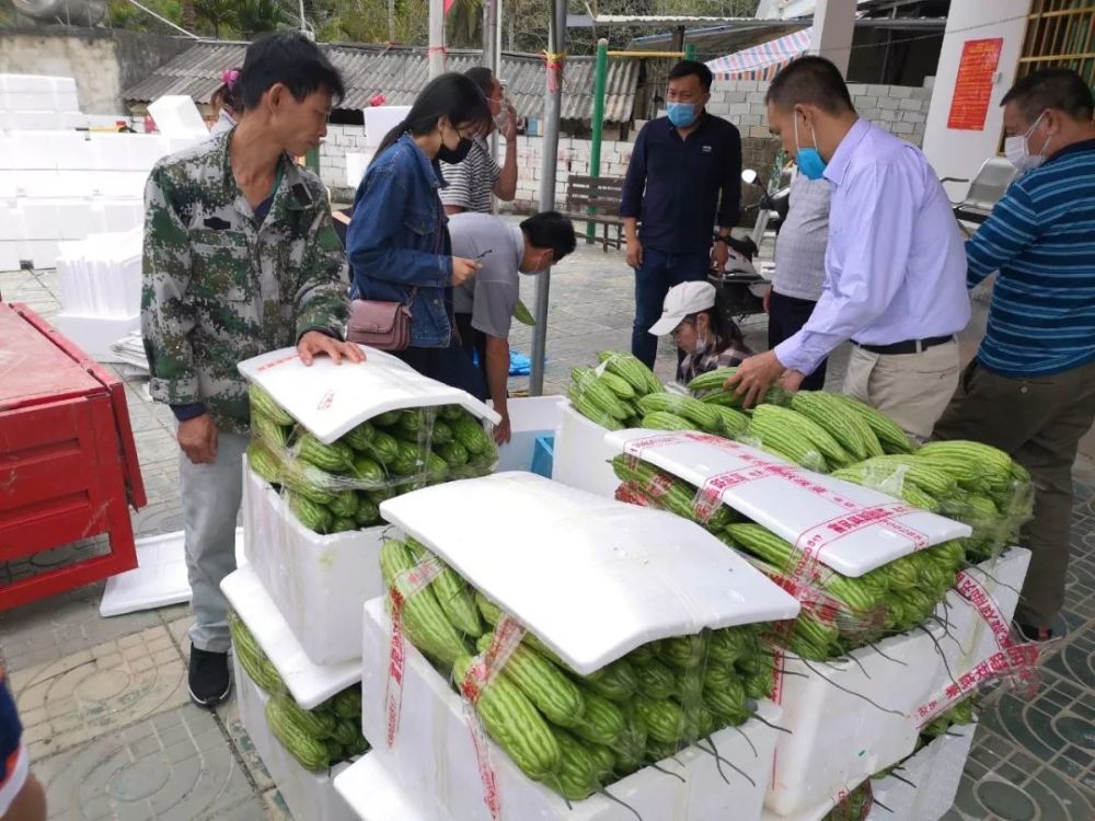陵水县本号镇冬种瓜菜驰援鄂州 传递爱心正能量