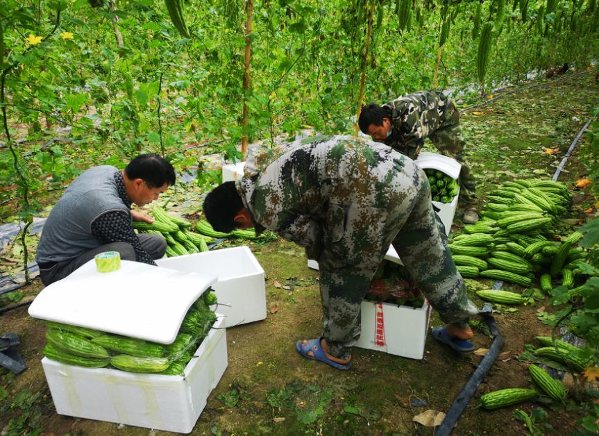 陵水县本号镇冬种瓜菜驰援鄂州 传递爱心正能量