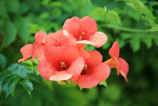 希腊国花油橄榄