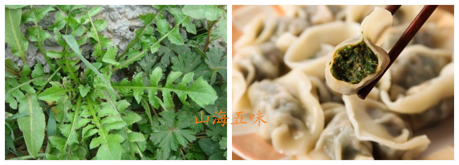 抢啥双黄连口服液,吃点野菜不是更好吗!这些野菜你吃过吗?