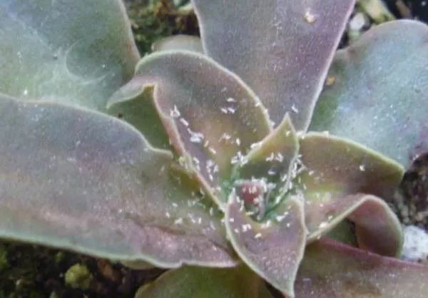 天气变热后,多肉植物特容易感染蚧壳虫,注意提前防治