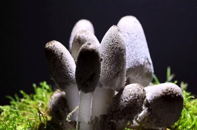 野生菌
