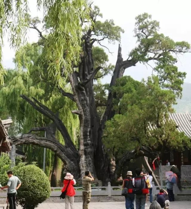 广东千年古榕树倒塌:种植于唐代末年,如今正在抢救!