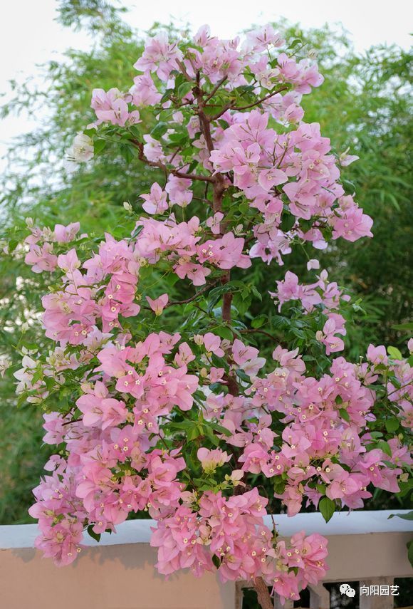 春季养三角梅,记住"3字秘籍",开花早植株壮,夏天轻松