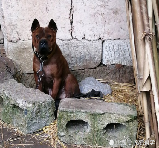 深山藏猛兽林中出猎犬国境内4种顶尖猎犬堪称狩猎专家