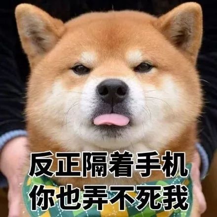 搞笑柴犬表情包,我书读得少你别骗我