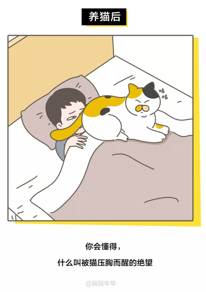 养猫与人口_养猫与社交恐惧