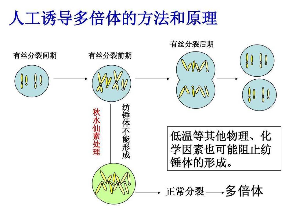 很多农作物也是人工使用秋水仙素或者低温等方式培育出的多倍体生物