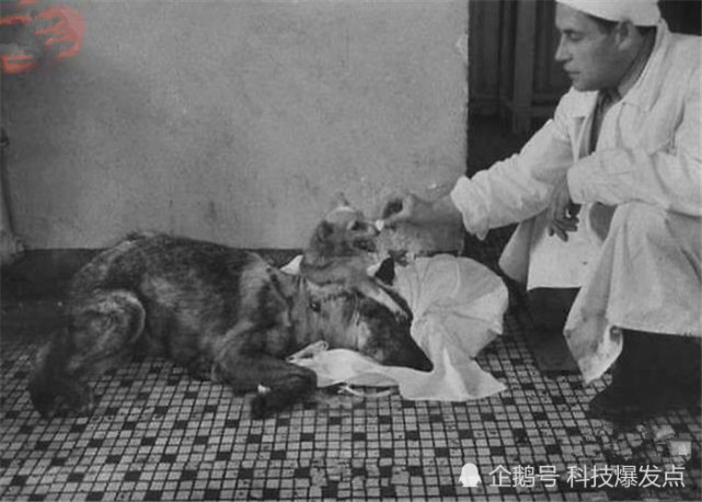 前苏联科学家曾进行双头狗实验,让故事成为现实,后来怎么样了?