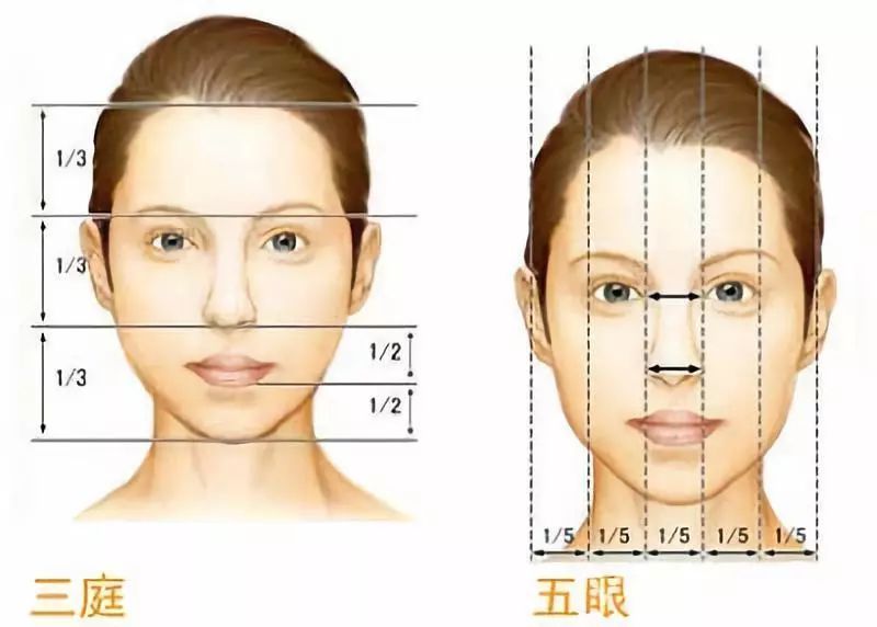 三庭五眼比例图