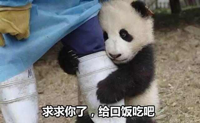国宝熊猫表情包:大哥,给口饭吃吧