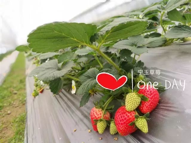 超多草莓品种 果园里种植了多种草莓品种 宁玉,贵妃,奶油,巧克力