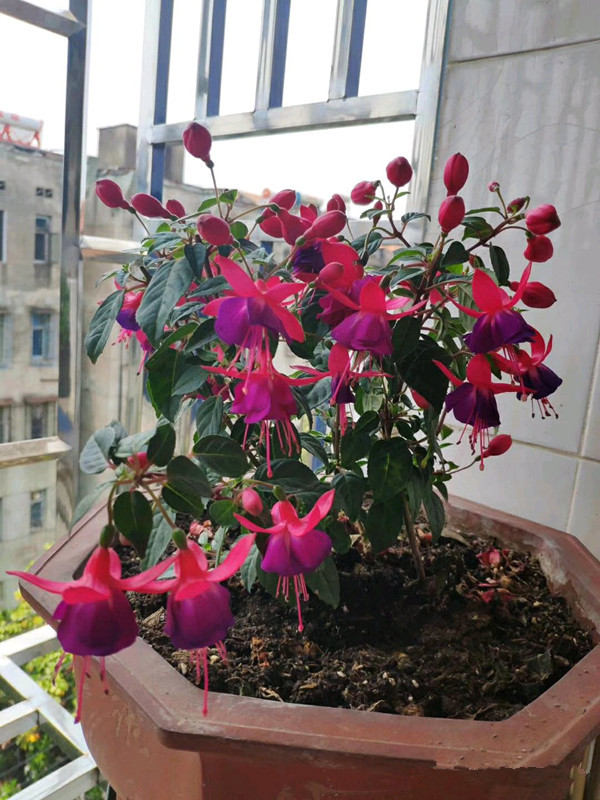 灯笼花生命力很顽强,种植养护难度不大,掐根枝条插湿土里就能成活