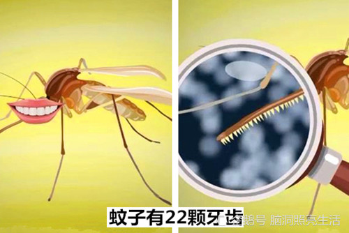所以对于它们的身体结构并不是很了解,例如,蚊子有多少颗牙齿?